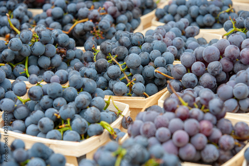 Valokuva concord grapes