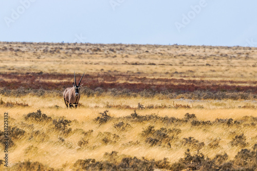 Fototapeta Naklejka Na Ścianę i Meble -  Gemsbok ( Oryx Gazella) standing and looking towards the camera, Etosha National Park, Namibia.