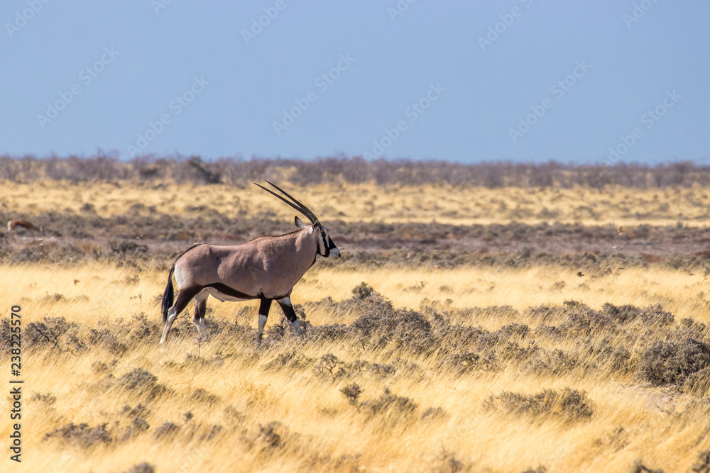 Naklejka premium Gemsbok ( Oryx Gazella) walking, Etosha National Park, Namibia.