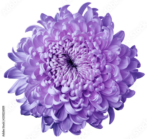 Fototapeta Naklejka Na Ścianę i Meble -  Purple flower chrysanthemum isolated on white background. For design. Clearer focus. Closeup. Nature.