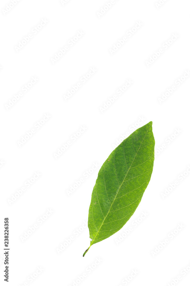 Leaf Sugar apple Close up Leaf Sugar apple Close up
