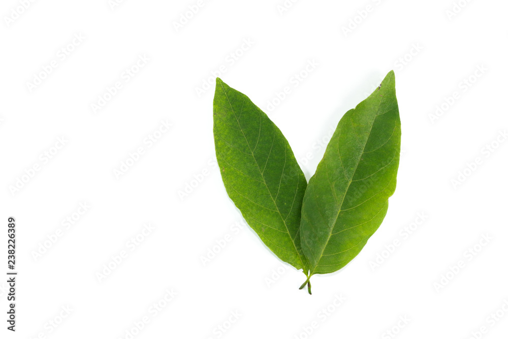 Leaf Sugar apple Close up Leaf Sugar apple Close up