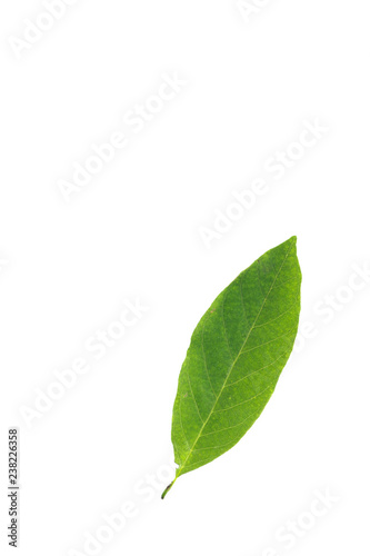 Leaf Sugar apple Close up