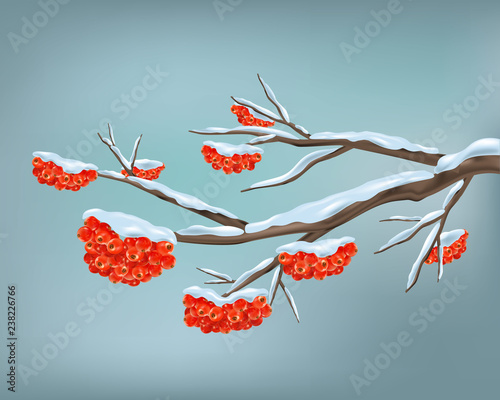 Winter background with snow covered frozen tree branches, berries rowan. Vector design, Christmas winter landscape greeting card.