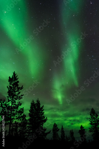 Aurora Borealis above boreal forest. © ekim
