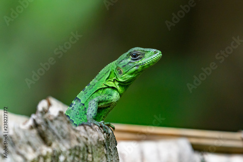 Green Lizard on a Tree Costa Rica