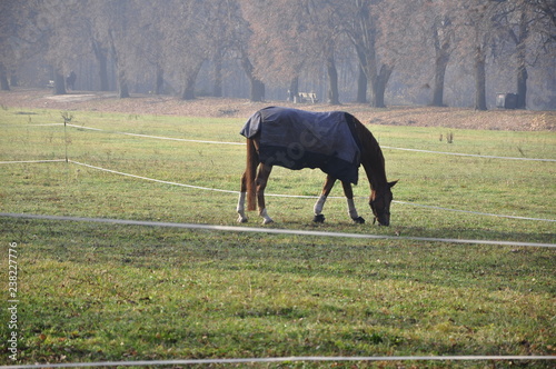 Horse on the morning pasture