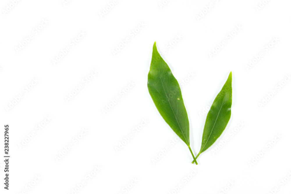 Leaf Edible-stemed Vine Leaf Edible-stemed Vine