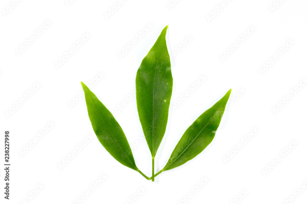 Leaf  Edible-stemed Vine