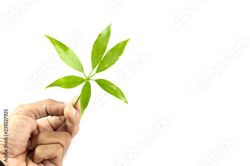 Leaf  Edible-stemed Vine photo
