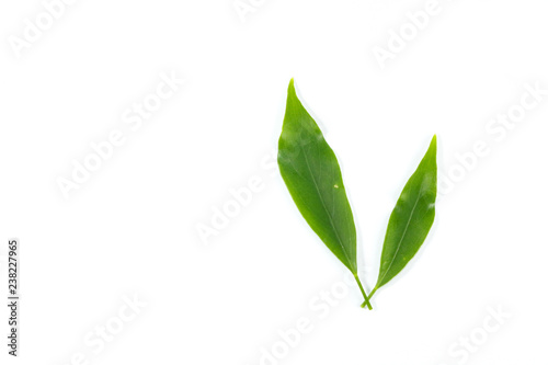 Leaf  Edible-stemed Vine © likit