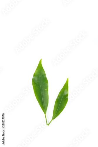Leaf  Edible-stemed Vine photo