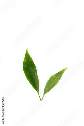 Leaf  Edible-stemed Vine photo