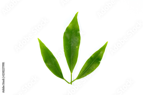 Leaf  Edible-stemed Vine photo