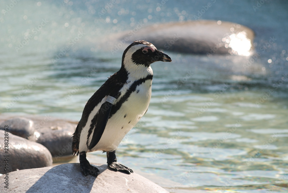 Naklejka premium Pinguin