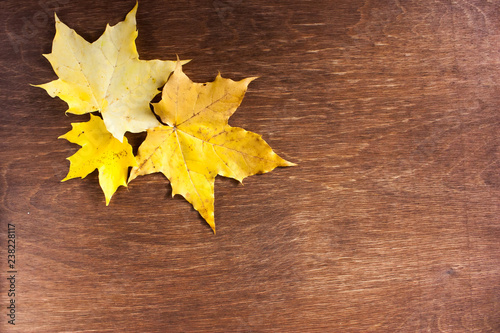 three yellow autumn maple leaves on a brown wooden background top view