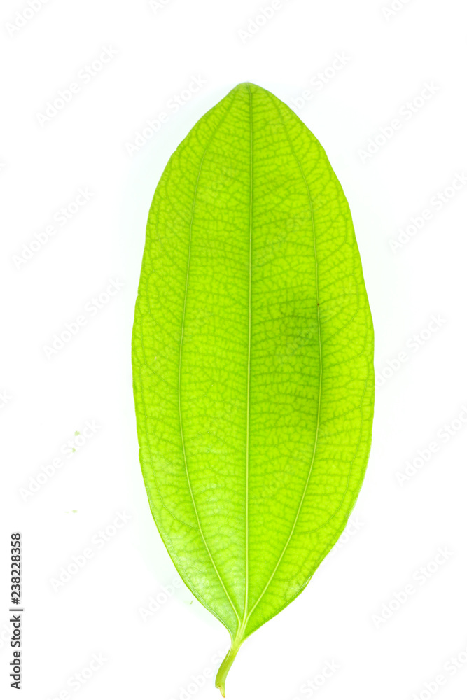 Leaf Cinnamon Close up Leaf Cinnamon Close up