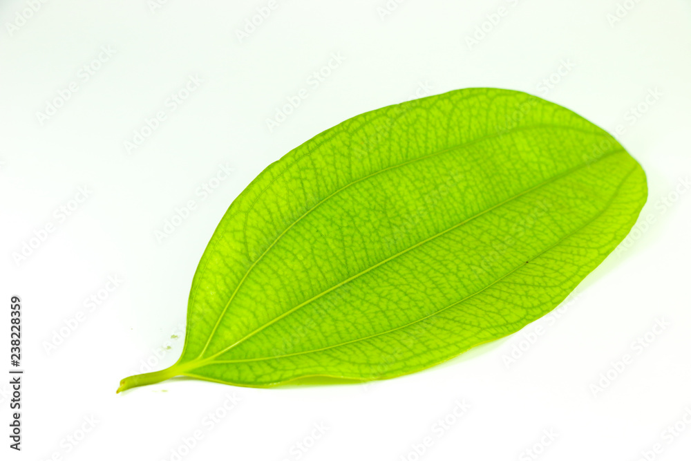 Obraz premium Leaf Cinnamon Close up