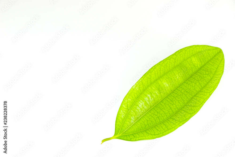 Obraz premium Leaf Cinnamon Close up