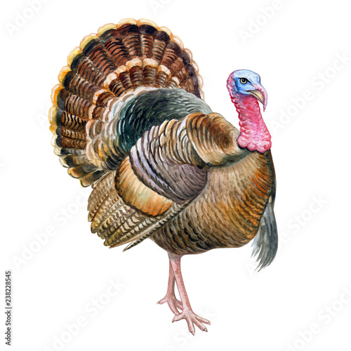 Turkey bird isolated on white background. Thanksgiving Symbols. Watercolor. Illustration. Template. Close-up. Portrait. Hand drawn. Hand painting. Clipart. Close-up