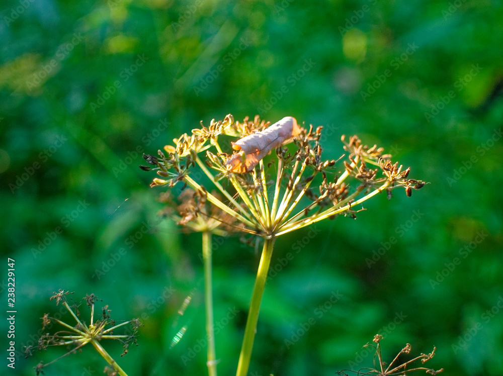 Fototapeta premium panicle with wild grass seeds in the sun