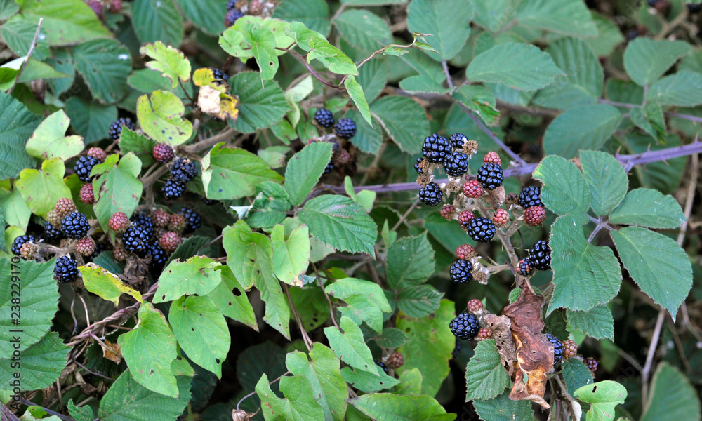 Hedgerow