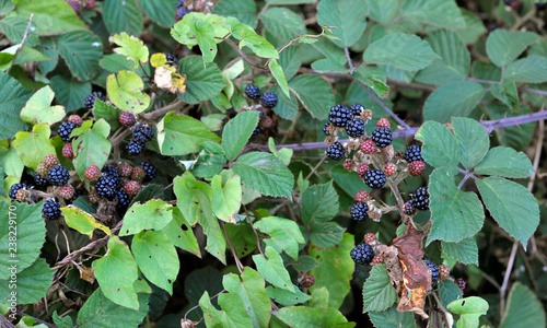 Obraz na płótnie Hedgerow w salonie