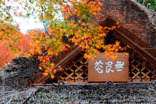 Autumn scenery of fiery maple foliage over the thatched roof ( Kayabuki Yane ) of a Japanese traditional cottage in a Buddhist temple in Arashiyama, Kyoto, Japan, in a peaceful zen-like atmosphere