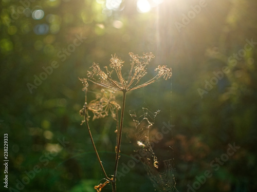 panicle with wild grass seeds in the sun