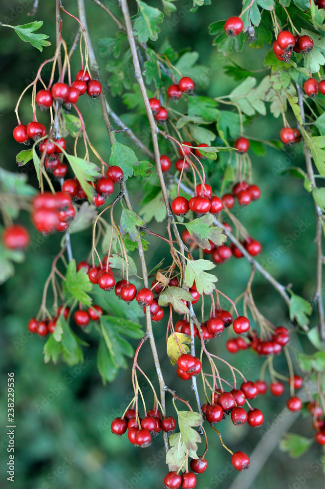 Hedgerow