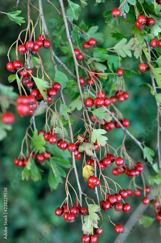 Obraz na płótnie Hedgerow w salonie