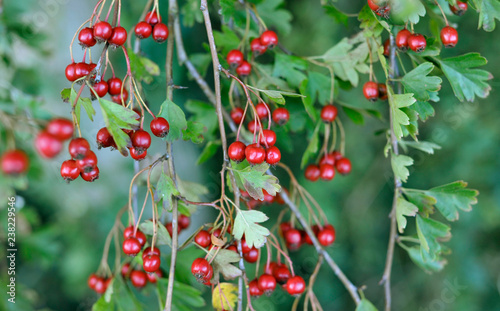 Obraz na płótnie Hedgerow w salonie