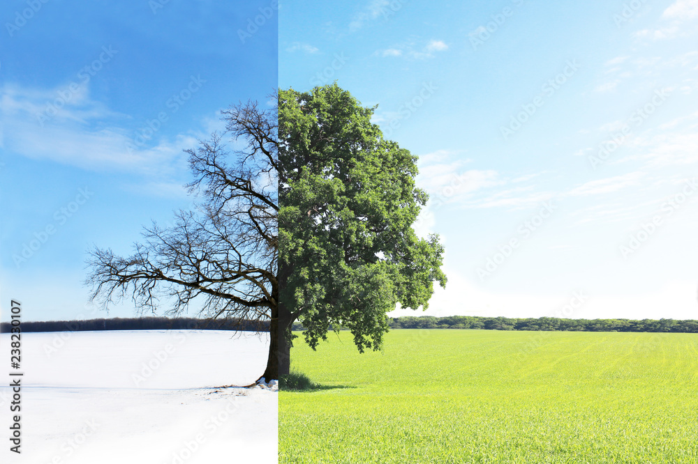 Obraz premium Abstract collage with mixed different sides of tree with changing seasons from summer with green grass and to winter with cold white snow