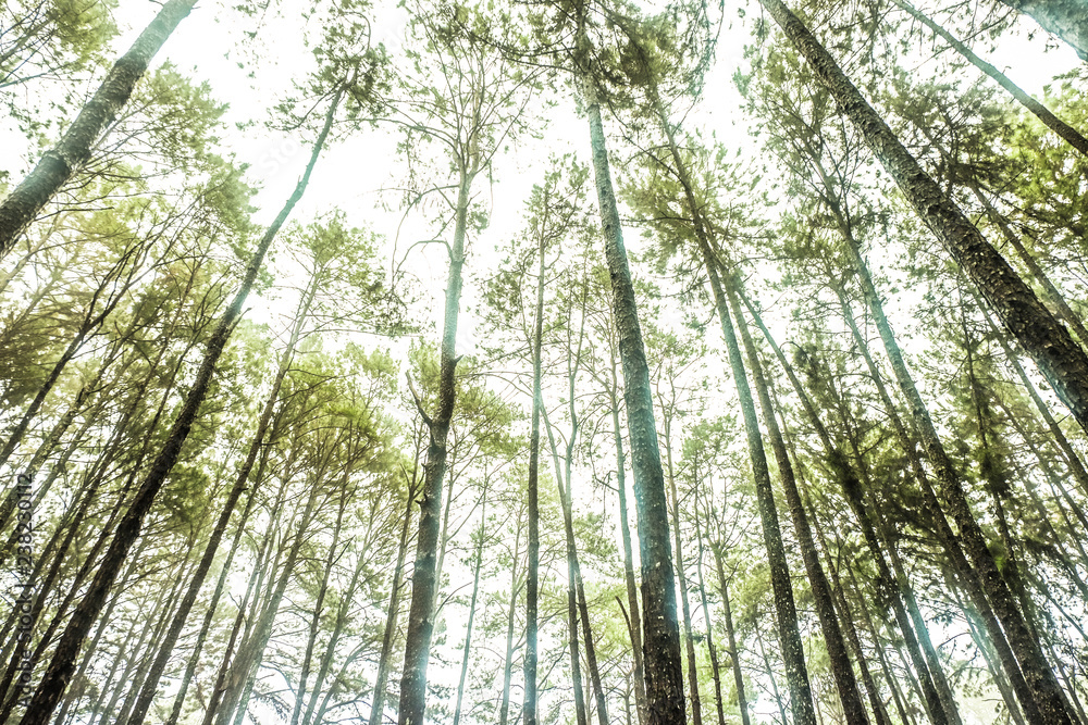 Fototapeta premium Panoramic View Inside Coniferous
