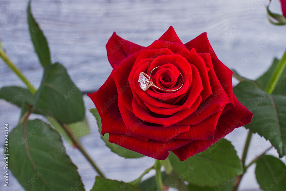 Red rose with diamond ring. Engagement ring in fresh scarlet rose. Marriage proposal concept. Valentines Day and romance. Red rose with diamond ring. Engagement ring in fresh scarlet rose. Marriage proposal concept. Valentines Day and romance.