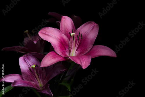 Lily flowers with leaves on a black background. Pink and purple lilies with stamens and pestle in the light