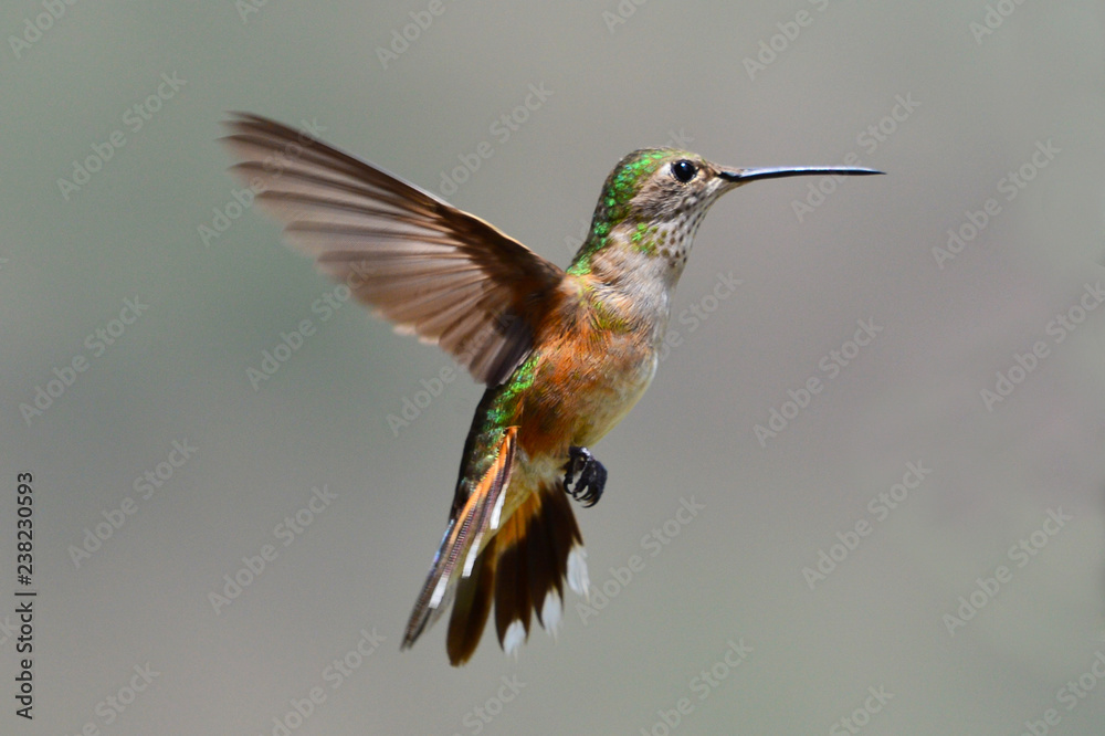 Fototapeta premium Humming Bird in Gila New Mexico