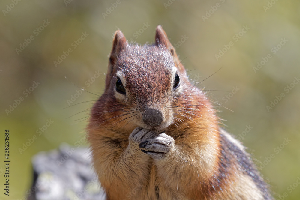 Naklejka premium Squirrel close-up