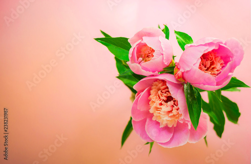 Top view of living coral color bouquet of peonies. Color of the year 2019 concept.