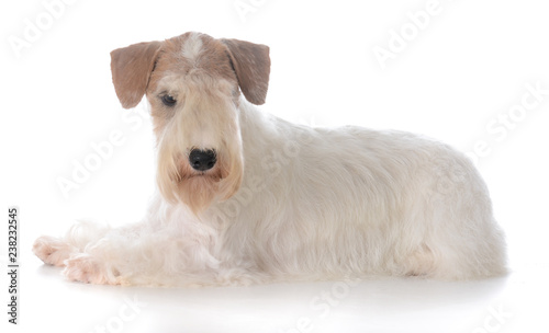 female sealyham terrier puppy