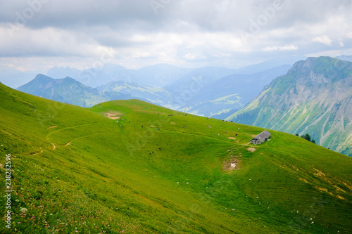 Fototapeta Naklejka Na Ścianę i Meble -  Small herd of cows graze in the Alpine meadow in Switzerland