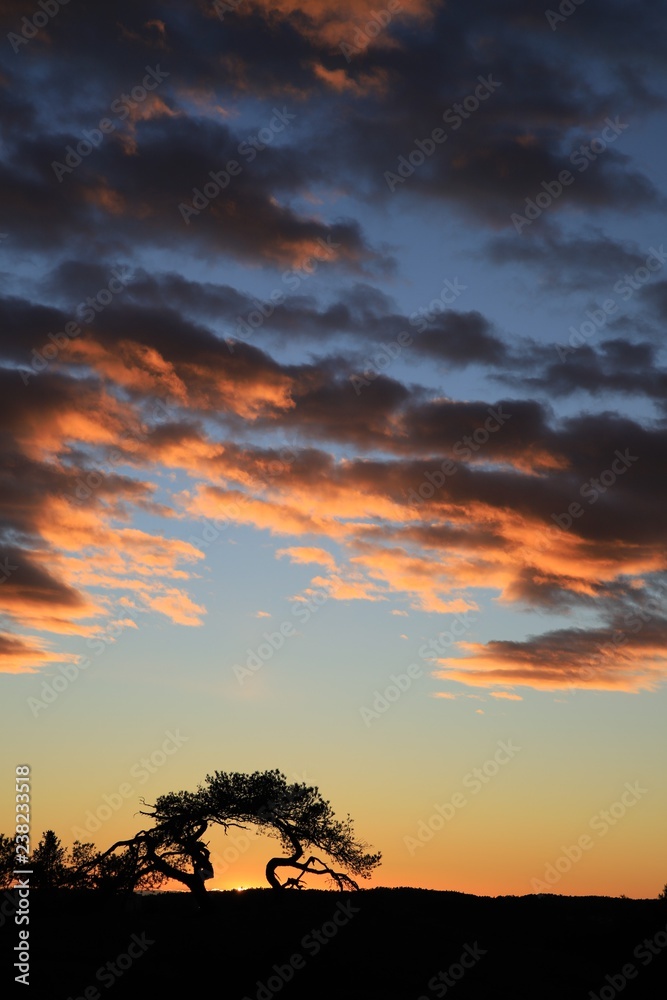 Silhouette of a pine tree