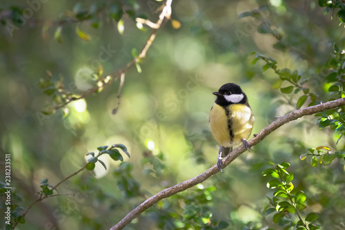 mésange charbonnière