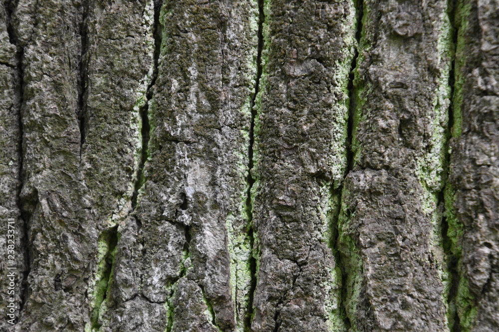 Rough green lichen-covered bark texture of old oak Rough green lichen-covered bark texture of old oak