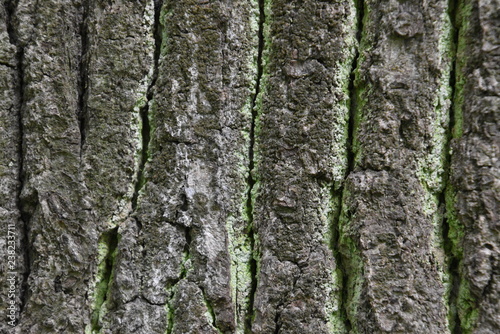 Rough green lichen-covered bark texture of old oak