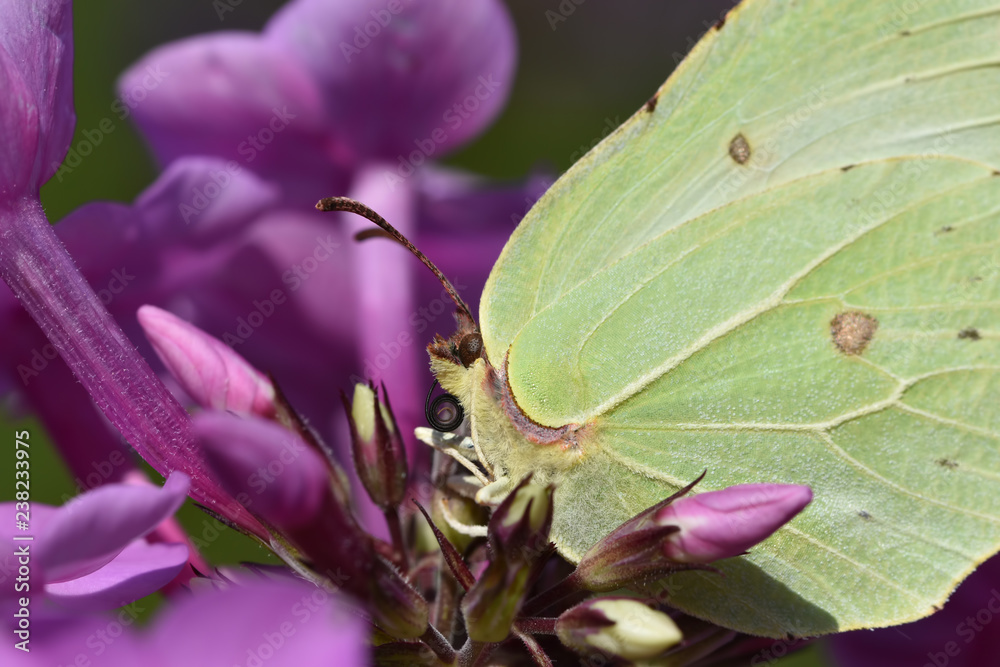 A field butterfly of a lemongrass among pink flowers of phlox close up A field butterfly of a lemongrass among pink flowers of phlox close up