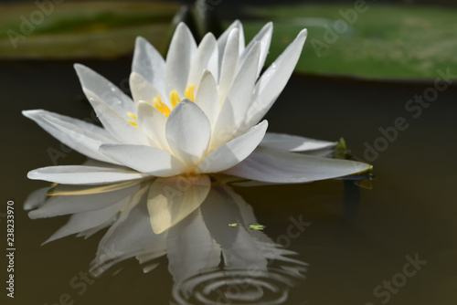 White flower of water lily on a smooth surface of a reservoir with bright reflection