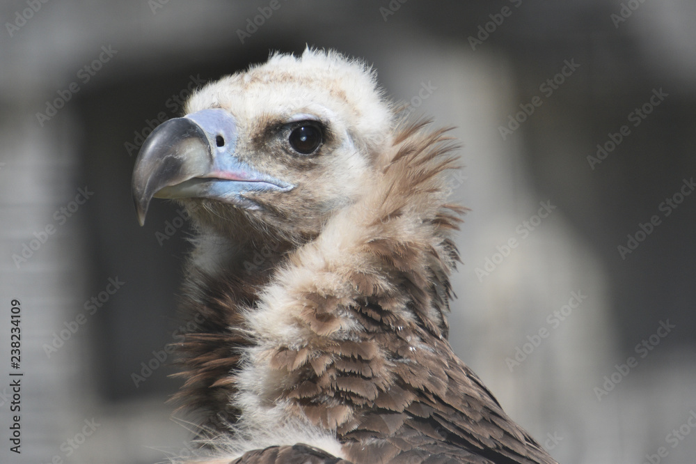 Portrait of a wild vulture with a bald head close-up Portrait of a wild vulture with a bald head close-up