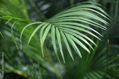 Palm leaf. Forest with tropical plants. Nature green background. © Liliia