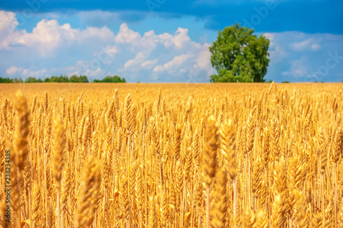 beautiful ripe golden wheat field by summertime